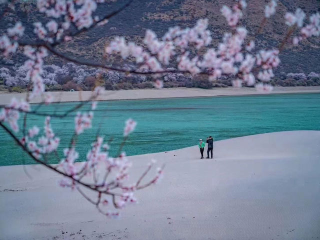 Chasing Sakura at Nyingchi