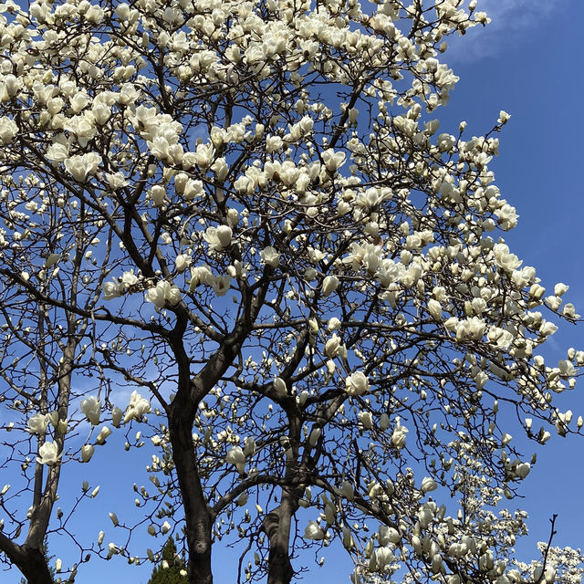 廣仁寺三月花季，錯過再等一年！