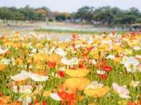 Chasing Sakura at Uminonakamichi Seaside Park