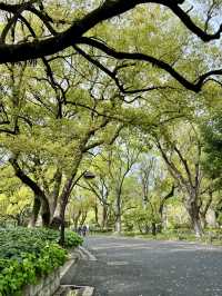 Spring Stroll in Hibiya Park🌼