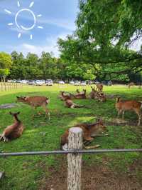 🇯🇵 NARA day trip, and yes, NARA 🦌 bow! 