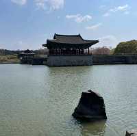 Donggung Palace and Wolji Pond, Gyeongju (#WoljiPondCherryBlossom)