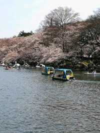 踩天鵝船賞櫻！快來井之頭恩賜公園，感受春櫻花海。