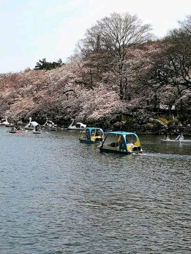 踩天鵝船賞櫻！快來井之頭恩賜公園，感受春櫻花海。