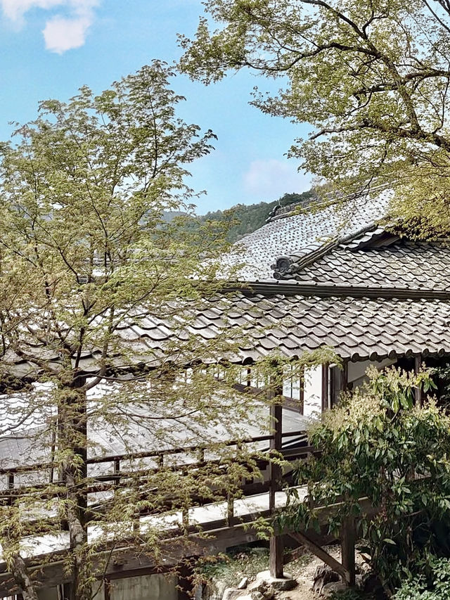 Spring Getaway: Ohara Sanzen-in Temple🌸