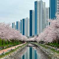 DALMAJI HILL | BUSAN's ROMANTIC CHERRY BLOSSOM GETAWAY 