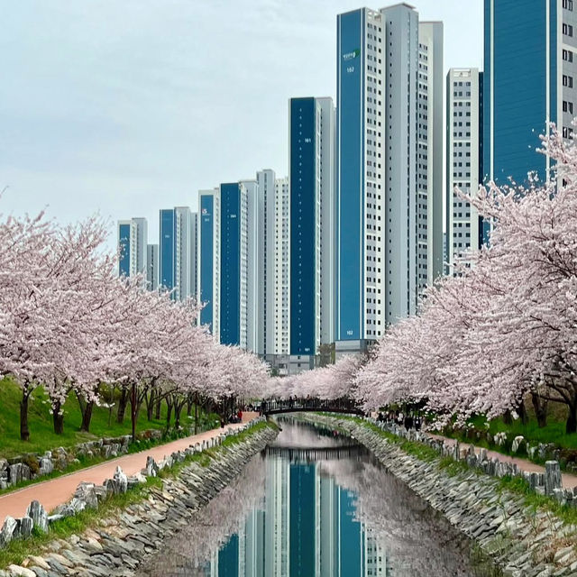DALMAJI HILL | BUSAN's ROMANTIC CHERRY BLOSSOM GETAWAY 