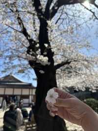 追到名古屋城櫻花