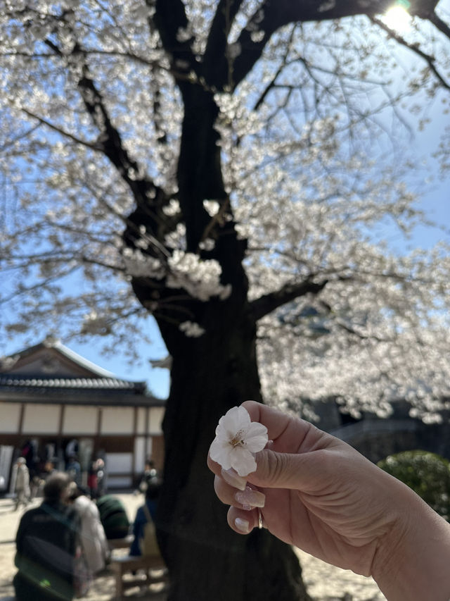 追到名古屋城櫻花