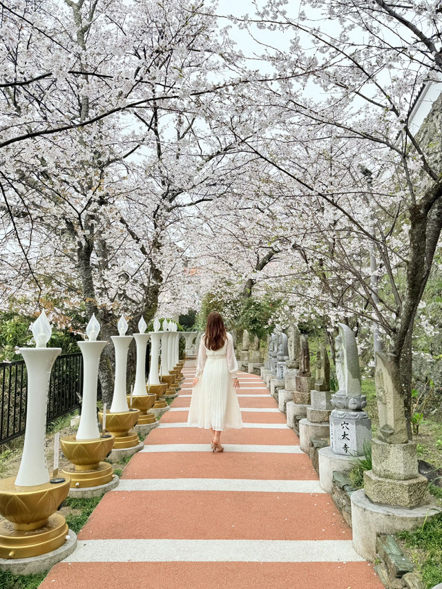 和歌山 ❤︎ 近畿で1番早い開花宣言 🌸