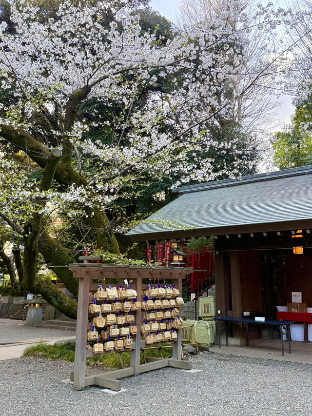 Spring Outing at Nogizaka Shrine – A Hidden Sakura Haven