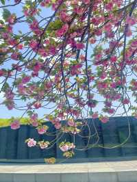 🌸 부산 유엔공원, 핑크 겹벚꽃과 함께한 봄날