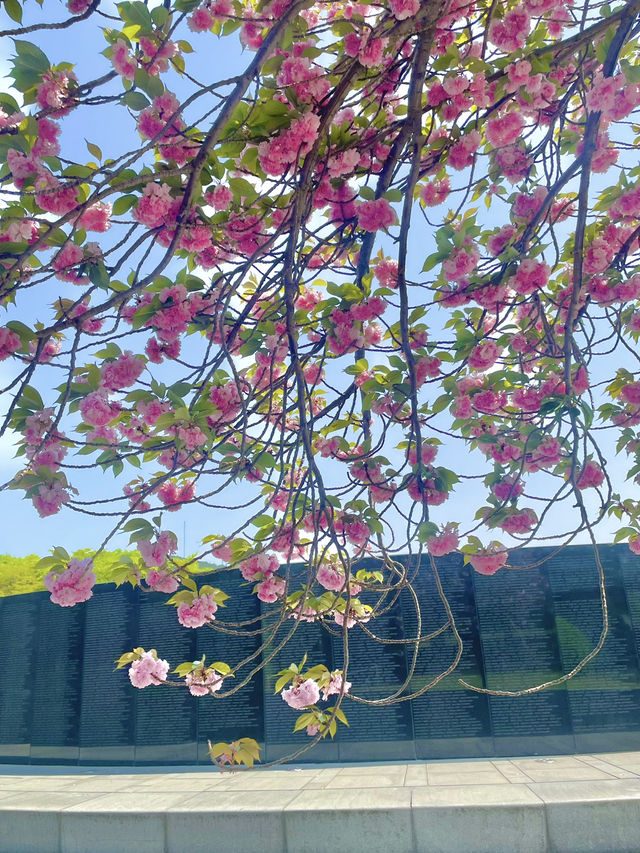 🌸 부산 유엔공원, 핑크 겹벚꽃과 함께한 봄날