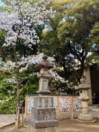Spring at Akasaka Hikawa Shrine🌸
