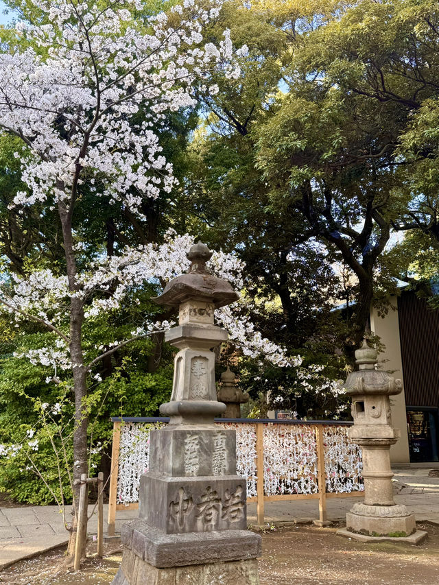 Spring at Akasaka Hikawa Shrine🌸