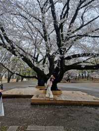 Sakura in grandberry park!!