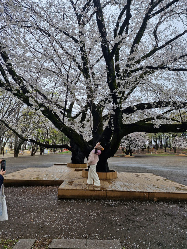 Sakura in grandberry park!!