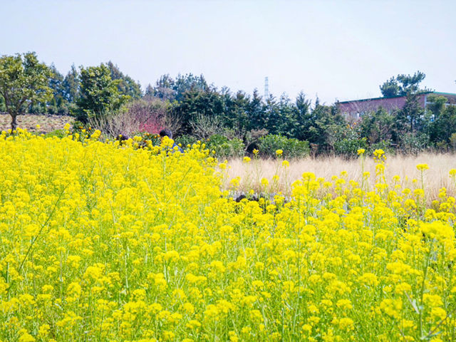 Hueree Flower Festival