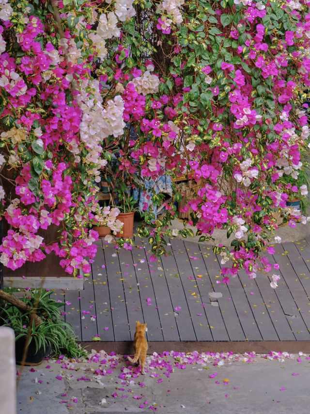 In Guangzhou, spring always spills its paint palette onto the pages of the past.