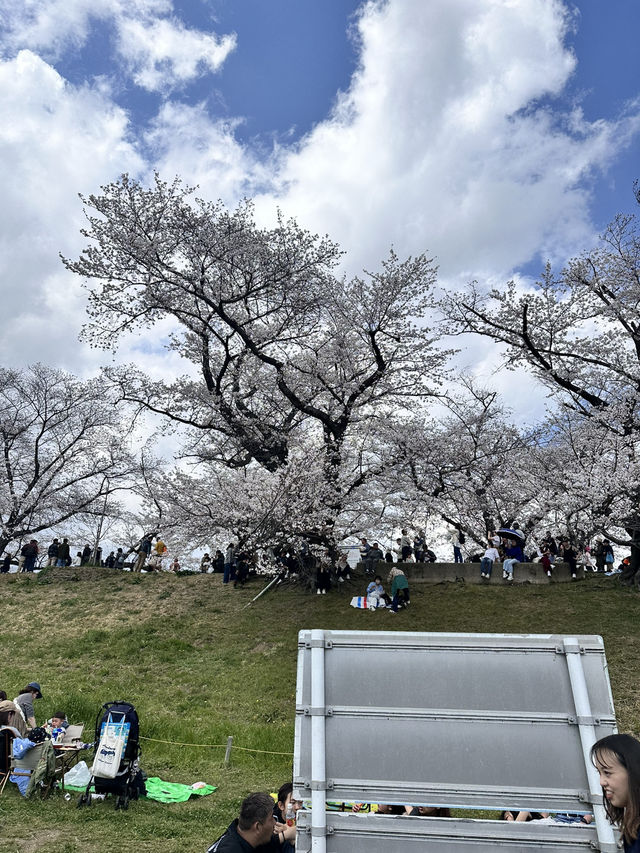 【京都】石清水八幡宮駅から行ける桜祭りは必見！