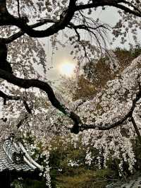 Springtime Visit to Jurinji Temple: The 200-Year-Old Narihira Sakura
