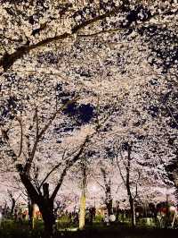 【京都】桜の穴場スポット🌸お花見・カフェ・神社・庭園