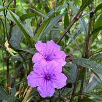裕廊湖花園•熱帶奇花異卉