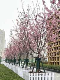 Pretty In Pink Outside Dream Plaza, Wuhan