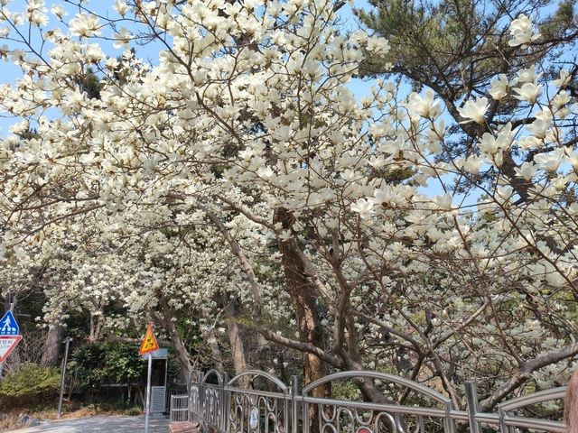 搭DANUBI列車暢遊釜山國家地質公園~太宗台，賞櫻花和玉蘭花。