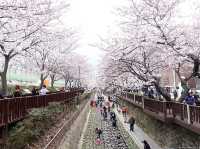 진해 벚꽃 🌸