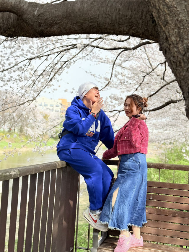 CHERRY BLOSSOMS IN SOUTH KOREA