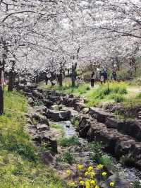 “Jeju in Bloom: A Pink Paradise Awakened”