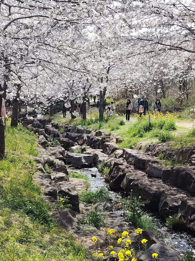 “Jeju in Bloom: A Pink Paradise Awakened”