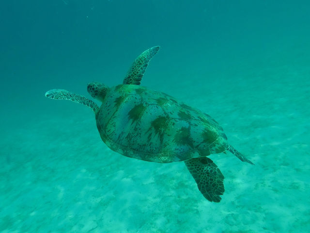 A real insider review: Komodo island, 4D3N itinerary  A real insider review: Komodo island, 4D3N itinerary