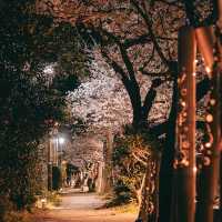 Sakura Serenity — Strolling Along Matsukawa River in Ito