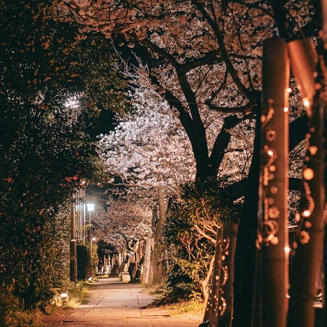 Sakura Serenity — Strolling Along Matsukawa River in Ito