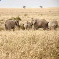 塞倫蓋提國家公園 Serengeti National Park｜一生必訪的野生動物天堂