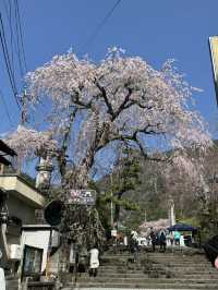 Hidden Cherry Blossom Spots Loved by Japanese Locals 🇯🇵🌸