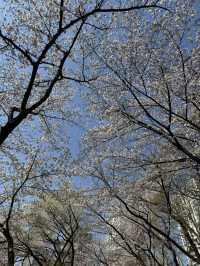 Cherry Blossoms Guide for Seokchon Lake