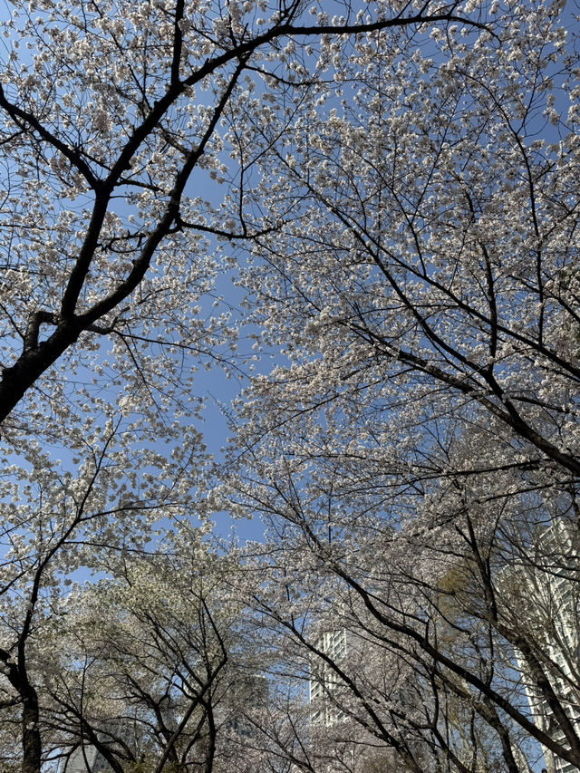 Cherry Blossoms Guide for Seokchon Lake