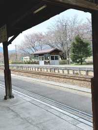 Cherry Blossom in Miyagi, having fun in Disneyland, relaxing time in onsen.