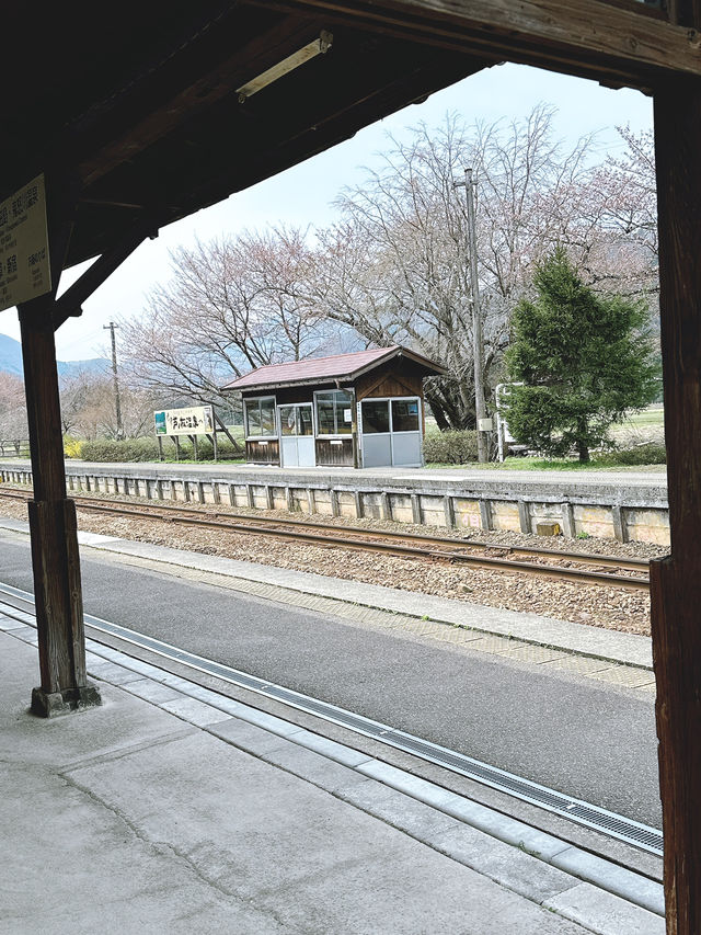 Cherry Blossom in Miyagi, having fun in Disneyland, relaxing time in onsen.