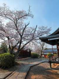 Takenaka Inari Shrine Cherry Blossoms– Kyoto’s Best-Kept Secret Tunnel