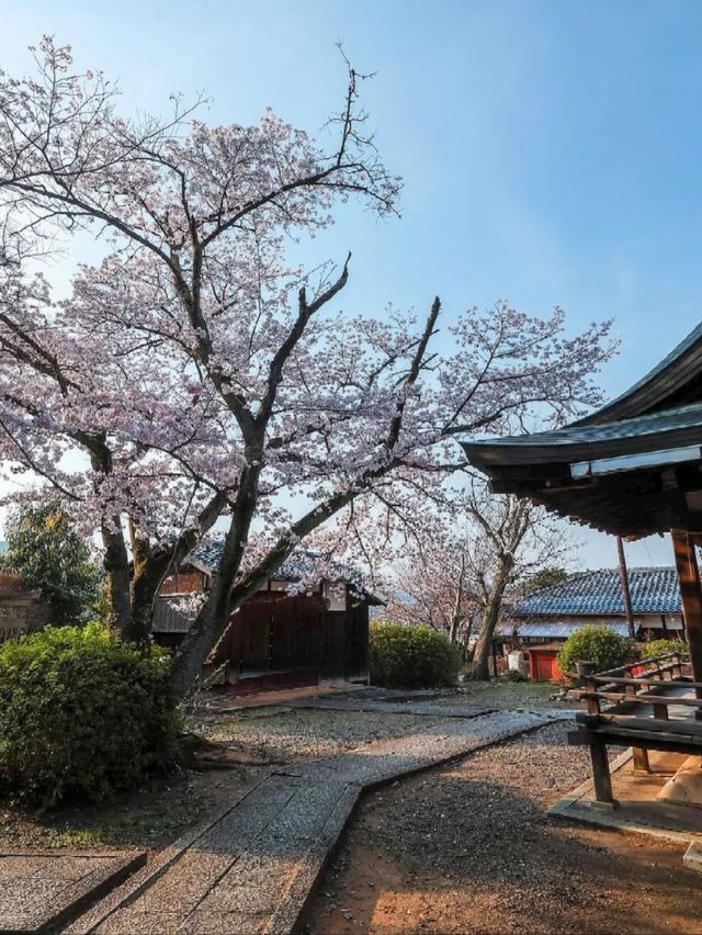 Takenaka Inari Shrine Cherry Blossoms– Kyoto’s Best-Kept Secret Tunnel