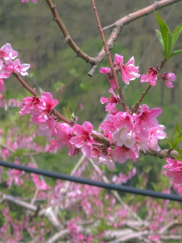 복사꽃 명소 이천