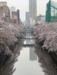 東京｜目黑川的櫻花奇觀