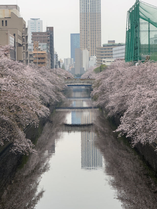 東京｜目黑川的櫻花奇觀