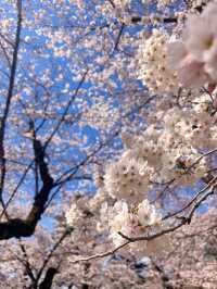 🌸【仙台賞櫻必訪】西公園 × 榴岡公園｜夜櫻絕景、枝垂櫻秘境、美食市集全攻略  🌸