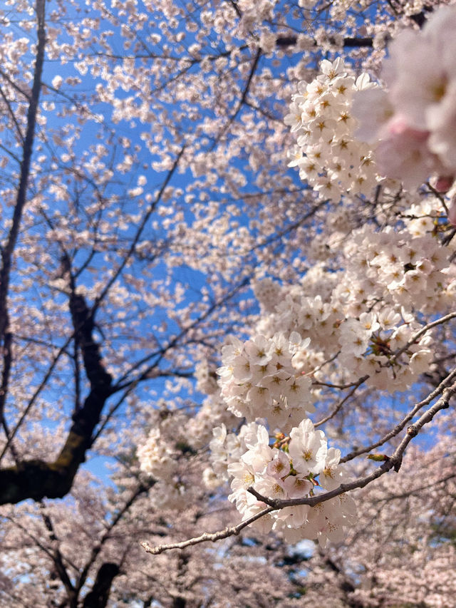 🌸【仙台賞櫻必訪】西公園 × 榴岡公園｜夜櫻絕景、枝垂櫻秘境、美食市集全攻略  🌸