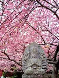 Daiji Temple Sakura | Mie's Coastal Cherry Blossom Sanctuary